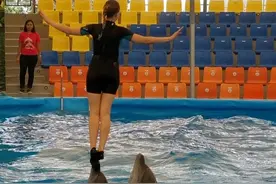 难道是海豚在报复人类？日本女子在海滩游泳，被海豚袭击满身伤口图片