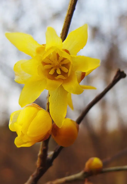 冬天在室外也能越冬的花卉品种推荐,非常适合北方的庭院栽种