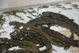 娃娃鱼的分布与习性特征，在人工养殖业产生的影响图片