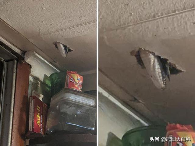 死人手指 死人手指蘑菇(图32) 死人手指 死人手指蘑菇(图32)