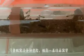 一生产卵数万起步的黑金蚁后，你见过吗？图片