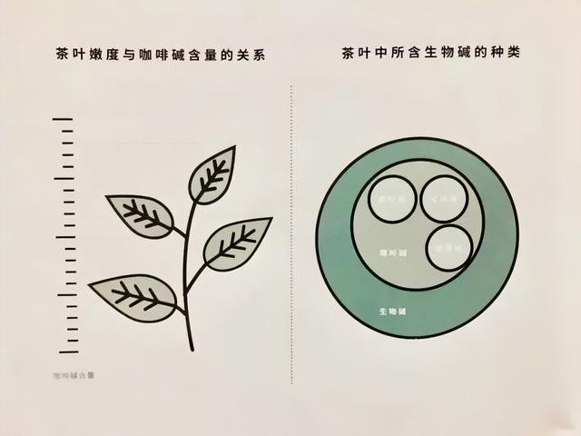 鑼跺彾涓槸浠€涔堢墿璐ㄥ紩璧封€滆尪閱夆€濓紵鍙堟槸浠€涔堢墿璐ㄤ娇鑼跺彾鐢熼鐢樼敎锛? onerror=