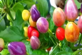 种盘能观赏能当菜的五彩椒图片