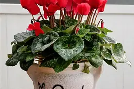 仙客来怎么安全度夏？这样保存种球和繁殖，复花更旺，一盆变多盆图片