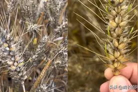 “河南收割机滞留高速”事件，凭什么要骂政府？图片