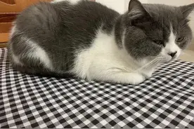 猫咪“母鸡蹲”，到底是爱好使然，还是疼痛所致？看完你就明白了图片