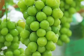 阳光玫瑰葡萄全程肥水管理技术图片