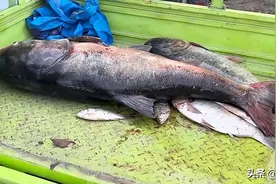 黄河调沙出现流鱼现象：大头鱼比板车还长，黄河鲤鱼为何很少见？图片