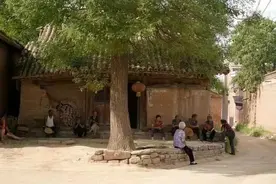 · 别有根芽图片