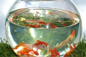 过滤一直开鱼会累死吗，如果不开过滤，水质恶化速度就会很快图片