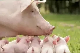 母猪便秘有哪些危害？是什么原因造成的？赶紧收藏！图片