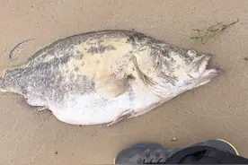 二十斤重大鳜鱼老死搁浅江边，网友：可惜了！要是早发现还能吃图片