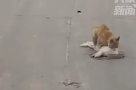 泪目！湖南一小猫被轧身亡，同伴守着尸体不肯离去，最后双双离世图片