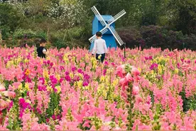 20种花，自己发芽，自己开花，院子秒变花海图片