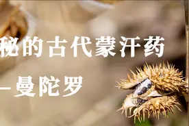 识本草丨神秘的古代蒙汗药——曼陀罗图片