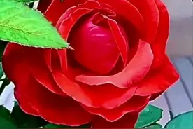 爱你，情深入骨；想你，默默无语图片