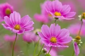 说说新冠阳了之后，病毒侵蚀胃肠道功能如何尽早恢复的那些事?图片