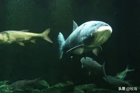 密云水库：一年投放500多吨鱼苗，凭什么成为北京的“鱼库”？图片