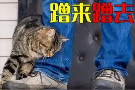 为什么流浪猫用身体蹭你？其实它想表达的是这些意思图片
