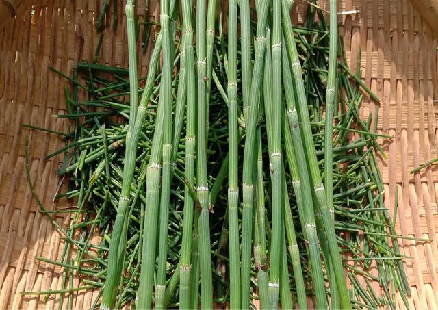 农村这种"三无"植物,被农村老人称为"明目草",你见过吗?