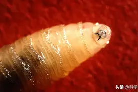 50年前，为什么科学家大量繁殖苍蝇？揭秘生物学重大突破背后故事图片