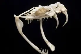 菜花蛇为何是百蛇之王？毒蛇为何会怕它，菜花蛇到底哪厉害了？图片