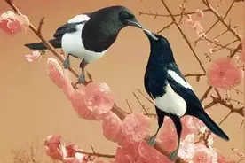 吉祥之鸟——喜鹊图片