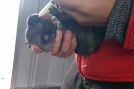 四川：四只小奶狗被遗弃，无助狗狗一直叫，小伙：愿冬天不再寒冷图片