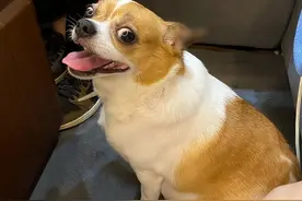 吉娃娃偏胖怎么办？了解原因更好解决！图片