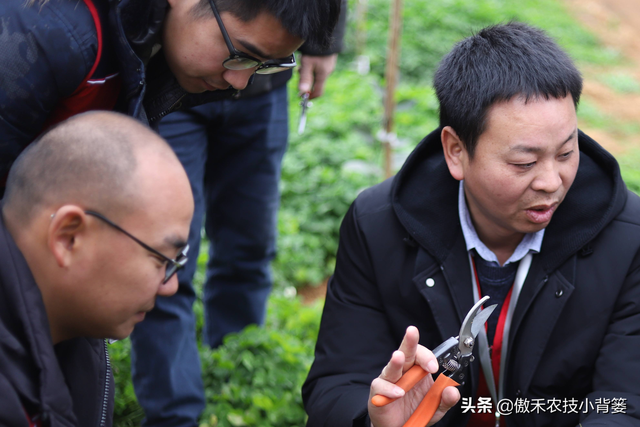 怎么快速诊断作物是否缺氮、缺磷、缺钾？农民只需记住三句顺口溜