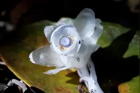 不祥之兆？又有“冥界之花”现身云南，通体洁白透明，专家咋说？图片