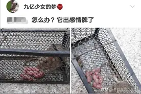 抓到了一只老鼠，结果它出感情牌了，我该怎么办图片