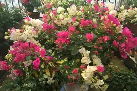 三角梅界的“贵族”—金心双色，花叶共赏，丰花勤花，阳台也能养图片