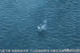 新疆冰湖突现马鹿，跟麋鹿、驯鹿、梅花鹿有啥区别，谁能当坐骑？图片