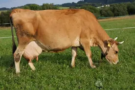 母牛临产前什么时候有征兆？不知道母牛什么时候生产？观察好这些图片