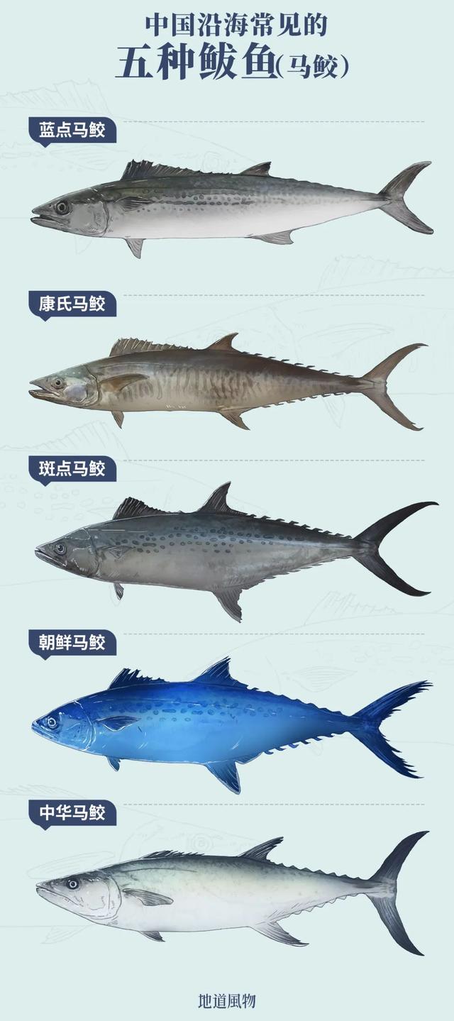 马鲛鱼产地 马鲛鱼产地是哪个国家的