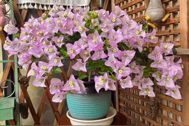 喜欢三角梅的花友，建议养“丽娜”，个子小、开花多，好看又好养图片