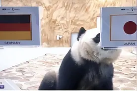 别太认真，只听得懂四川话的大熊猫预测世界杯成功率只有33%图片
