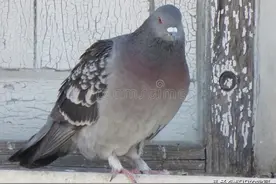 农村养鸽，如何辨别鸽子是“公”还是“母”？图片
