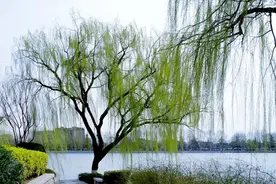 俗语“门旁若有两棵树，定有二人来同居”，分别指的是哪两种树？图片