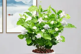 新买回家的茉莉花，到底怎么养？园艺师教你，“5大绝招”搞定它图片
