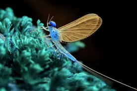 地球上的生物寿命有多长？最长的存活5亿年，最短的仅有一天图片