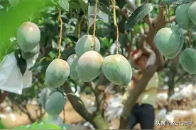 市场一斤8元，产地却策划“滞销”，如今被揭露，网友遇卖惨套路图片