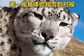 超霸气！第一视角体验和雪豹对视图片