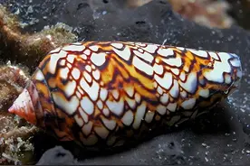 世界上最毒的5种动物，有的毒至今无药可解图片