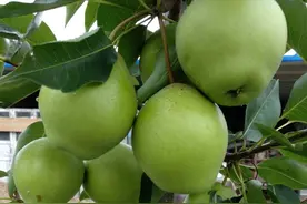 基金项目：‘早金酥’梨花果管理技术图片