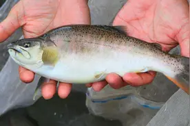 长白山农民养“冷水鱼王”10斤重比1头猪贵，3年长1斤，长啥样子图片