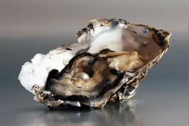 2万个生蚝才出一颗珠：美女子吃到罕见生蚝珠，价值究竟有多高？图片