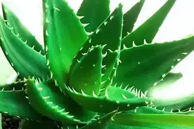 芦荟的养护秘籍，学会这6个技巧，年年花朵红艳艳，叶子绿油油图片