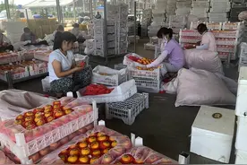 年产值54.8亿元，品牌价值266.44亿，蒙阴蜜桃为何独占全国多个第一？图片